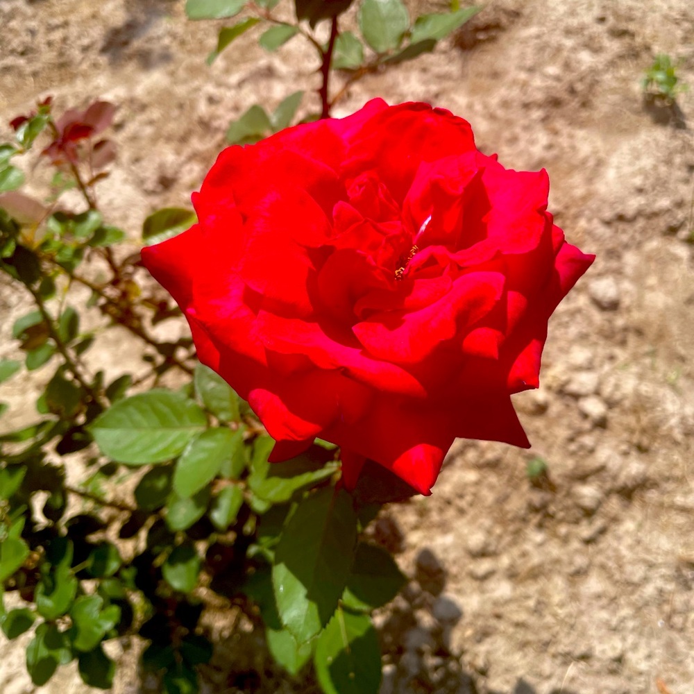 Meet your Posher, Sophia,SimpleSassy